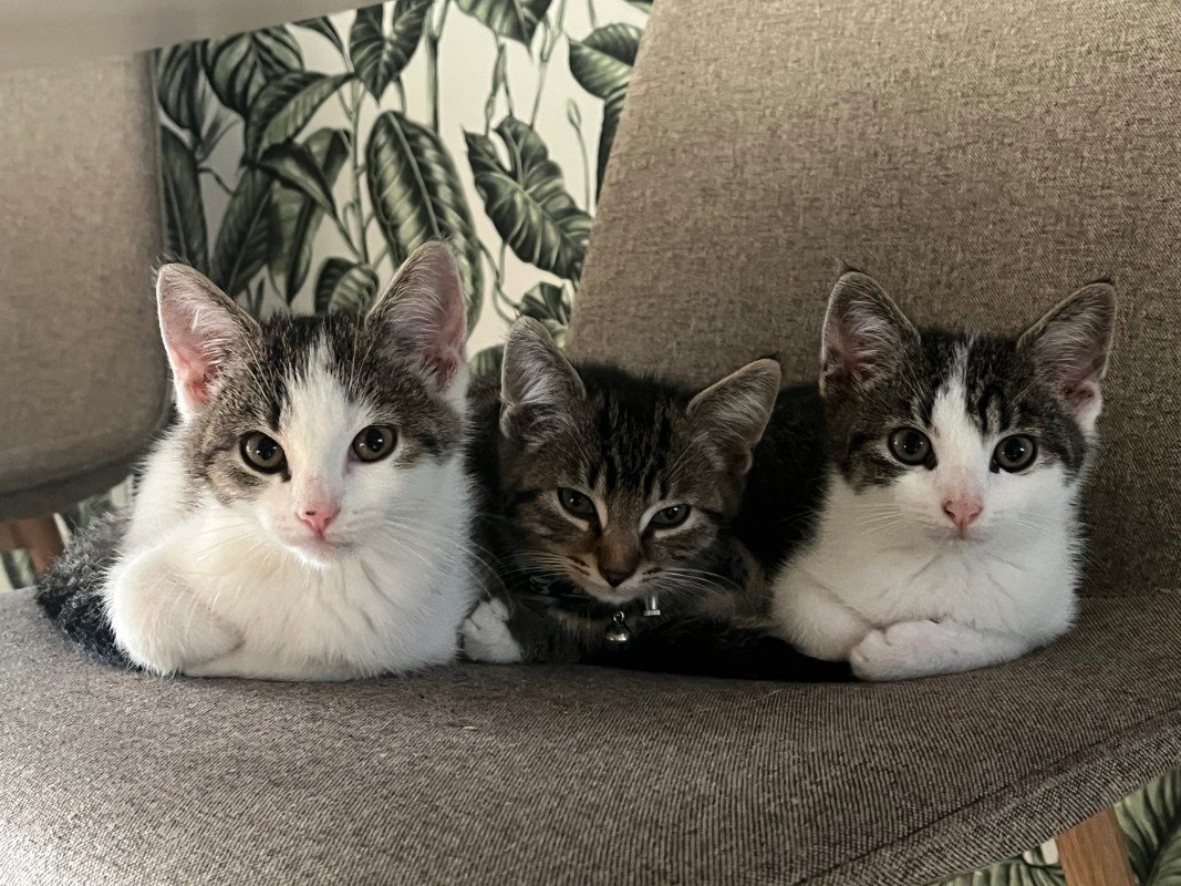 Trixi