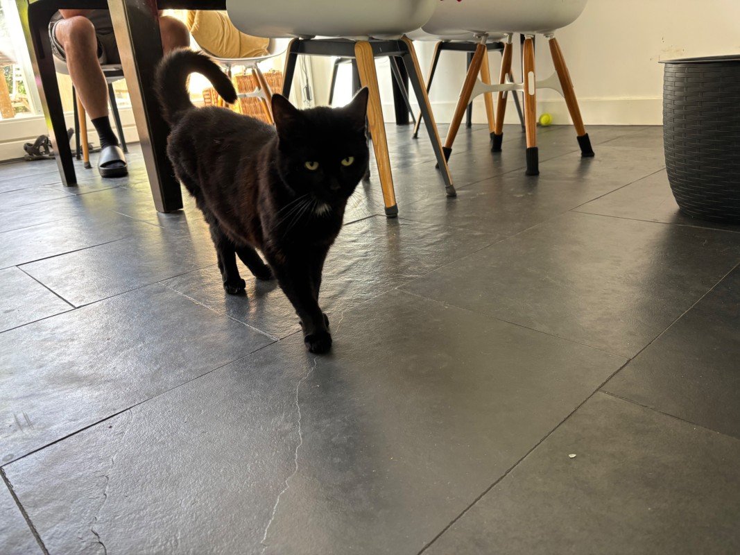 Kitty