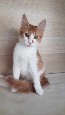 Cici
