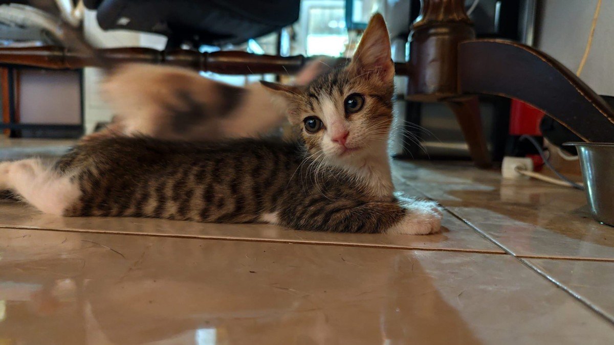 Titus