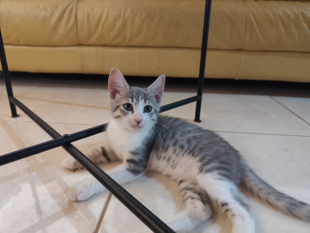 Sophie