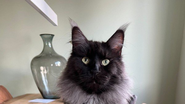 Steve