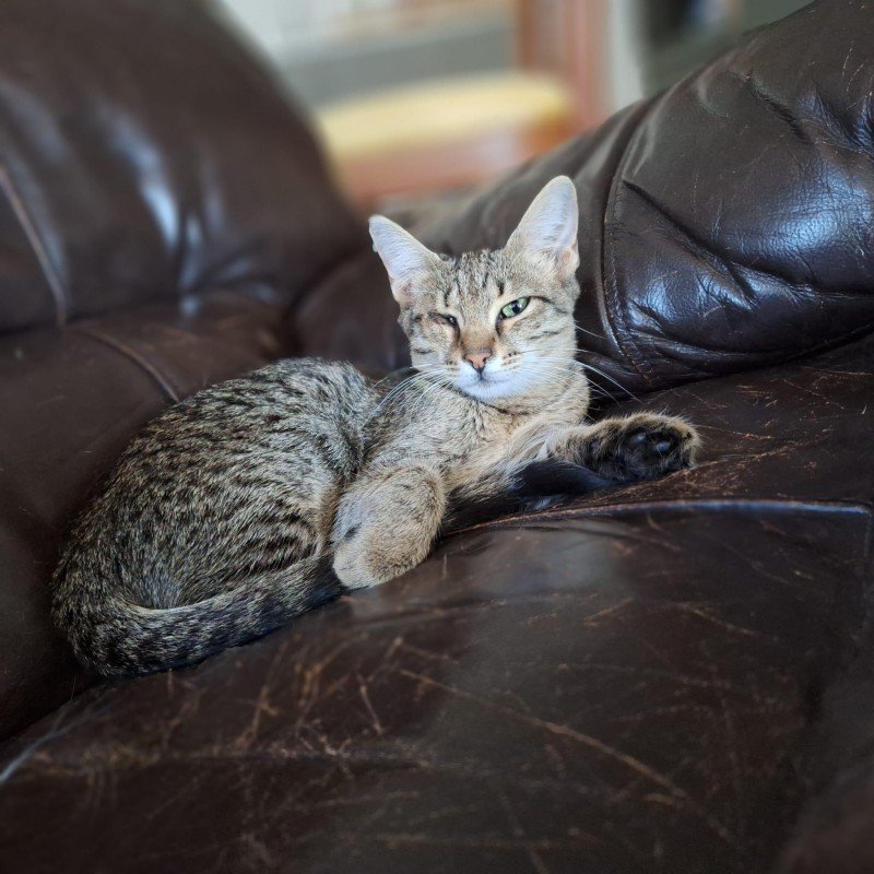 Tigra