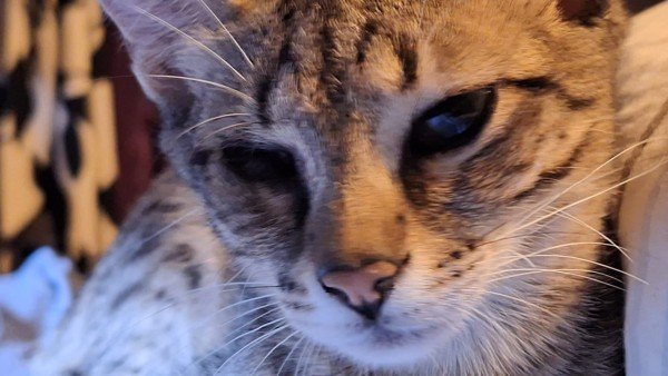 Tigra