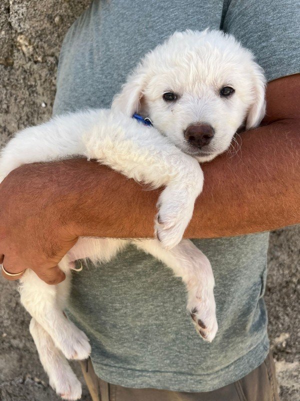 Coco