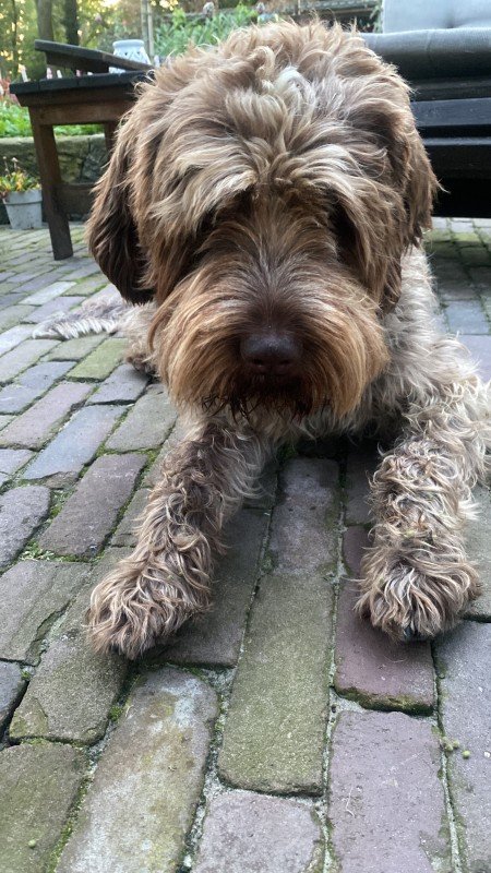 Frits