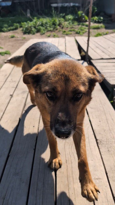 Sonja