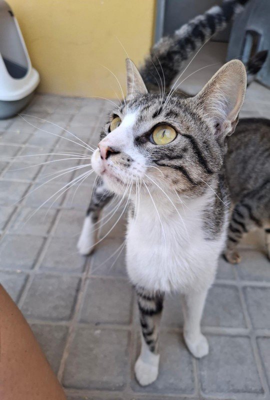 Apolo