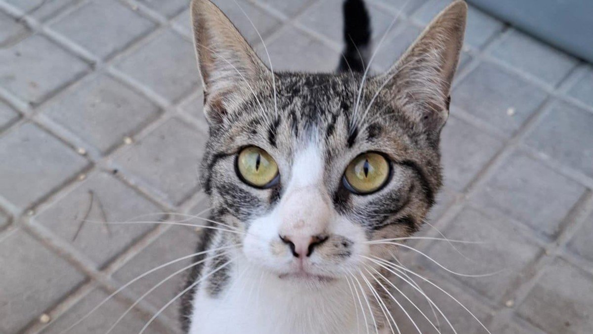 Apolo