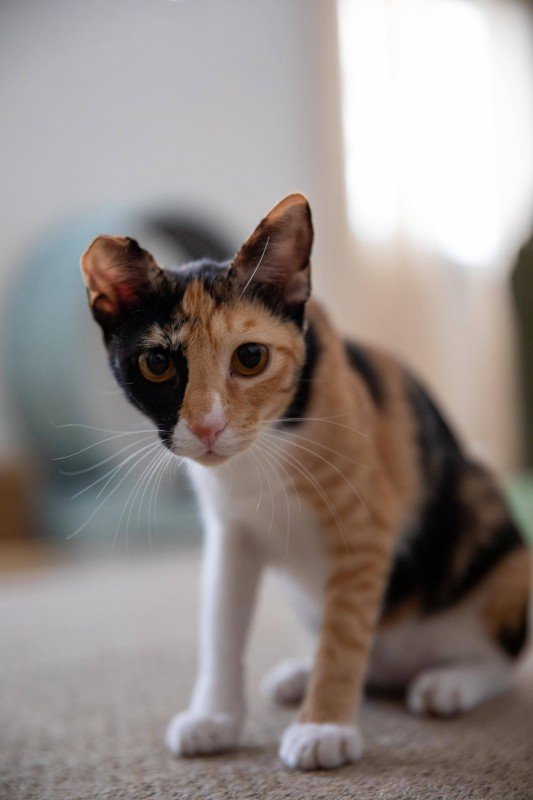 Kiki