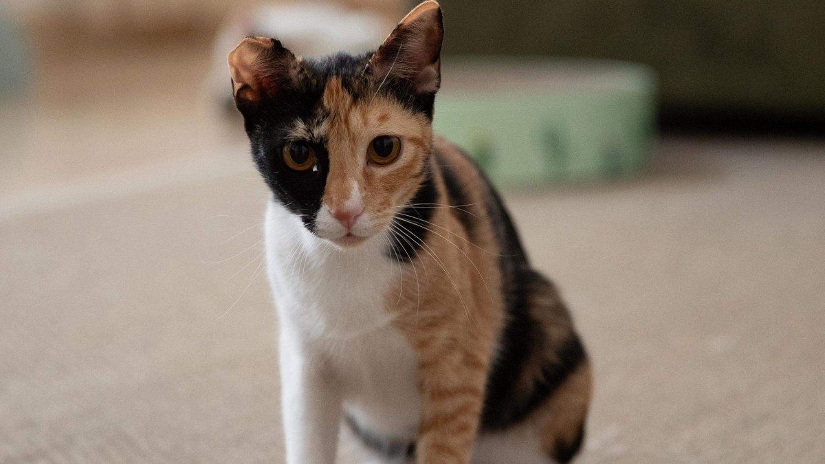 Kiki