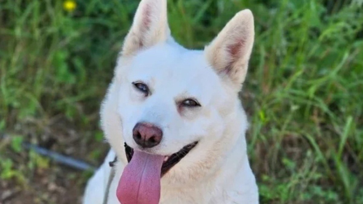 Pili