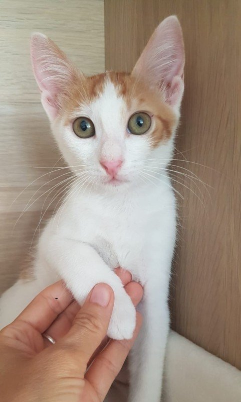 Zahara
