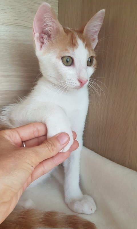 Zahara
