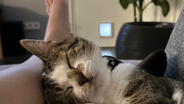 Tom