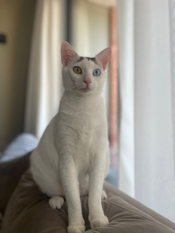Zuzu