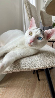 Zuzu