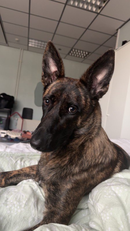 Nala