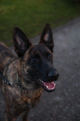 Nala
