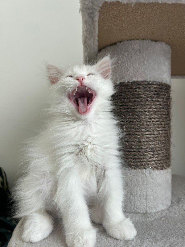 Berlioz