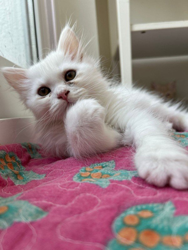 Berlioz