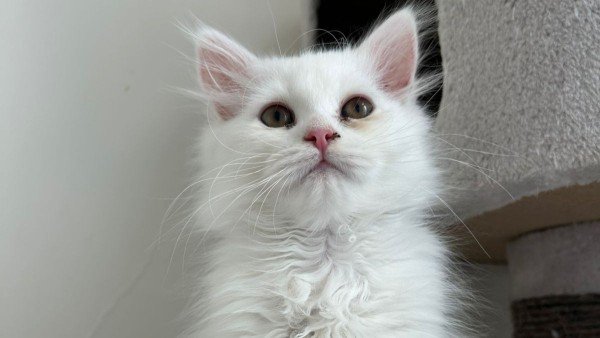 Berlioz