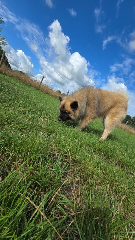 Bo