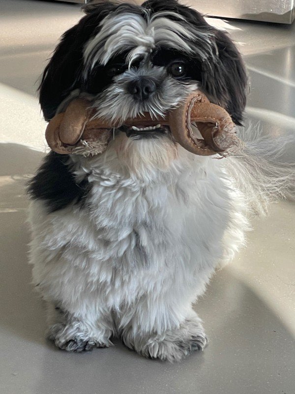 Zorro