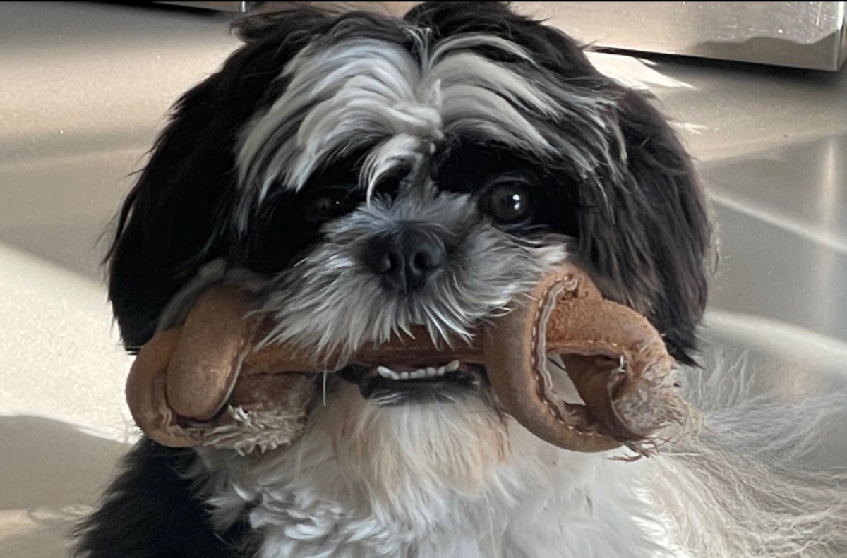 Zorro