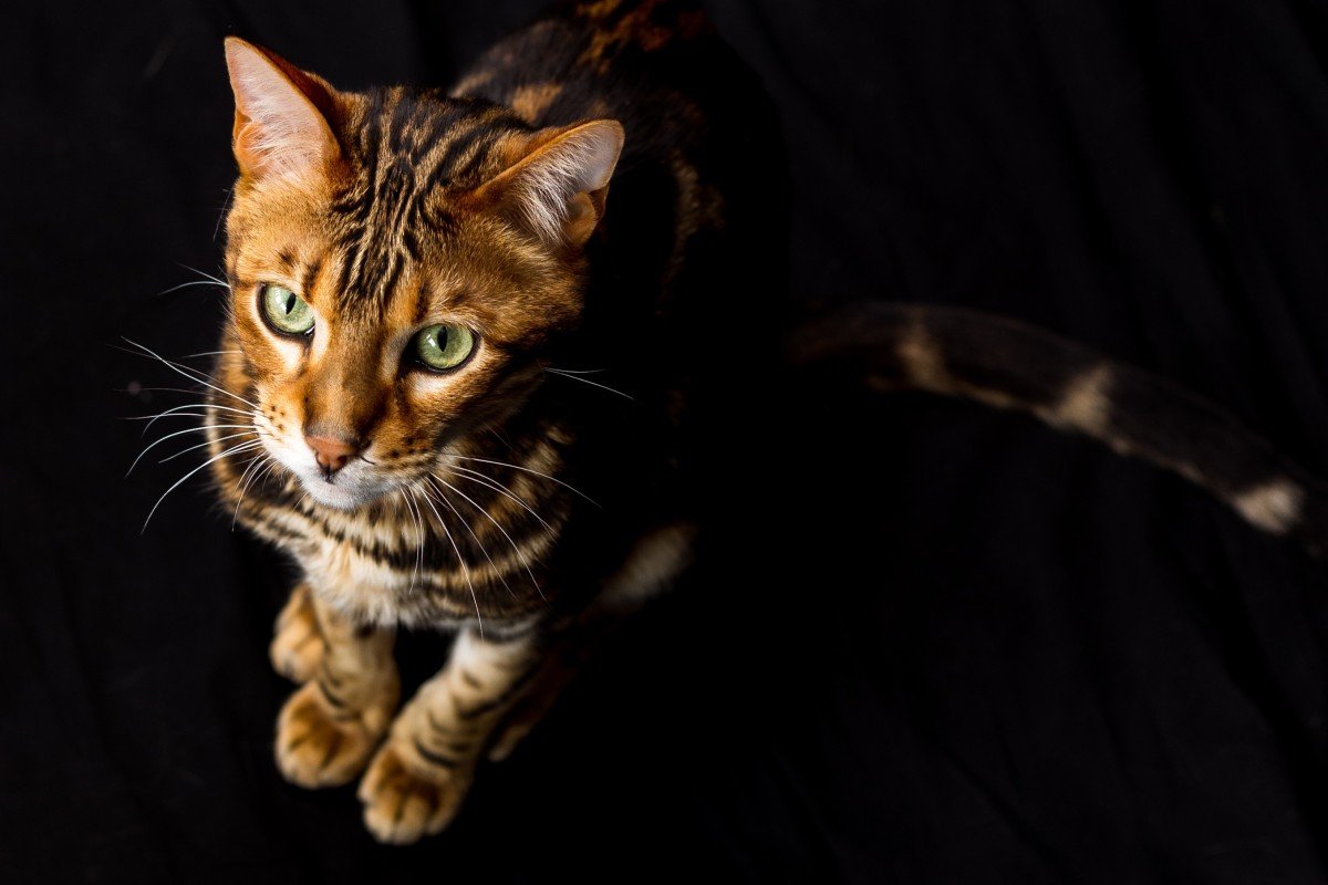 Ciro