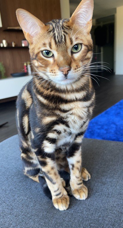Ciro
