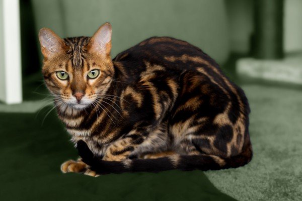 Ciro