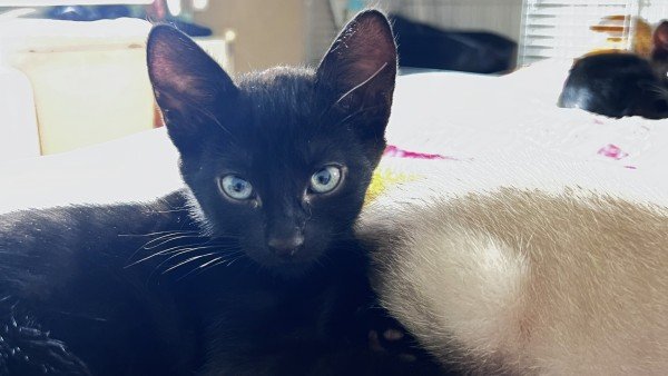 Enzo