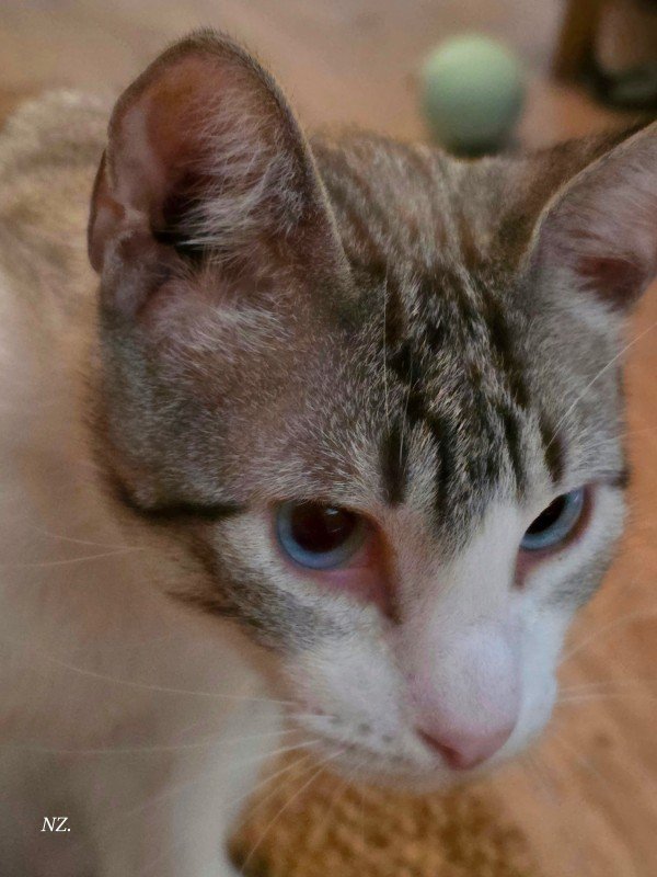Loki