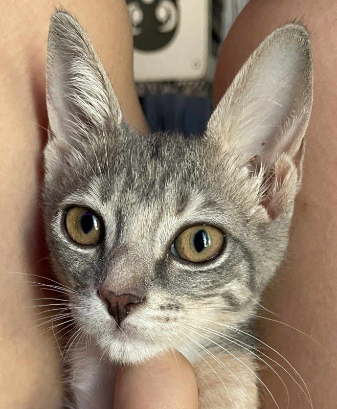 Kira