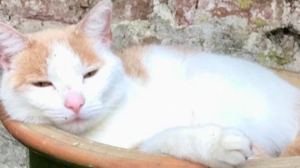 Mitsy