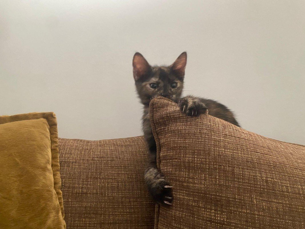 Feline