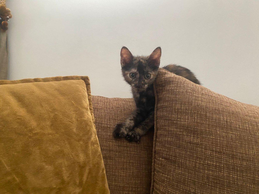 Feline