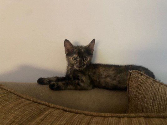 Feline