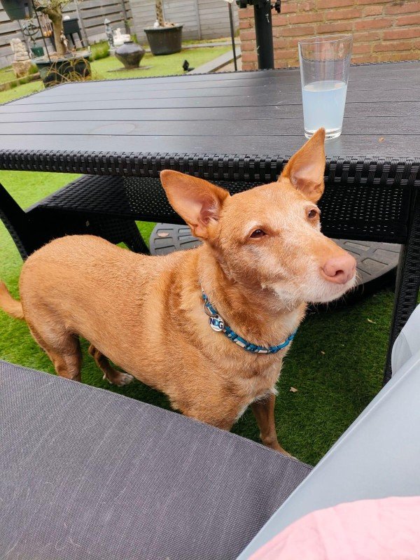 Paco