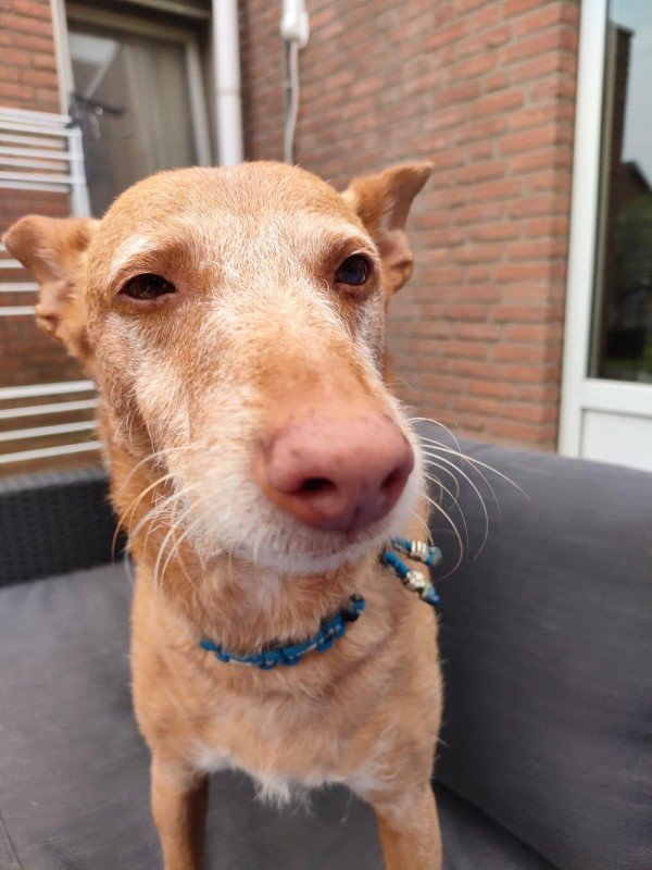 Paco