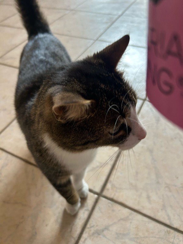 Renée