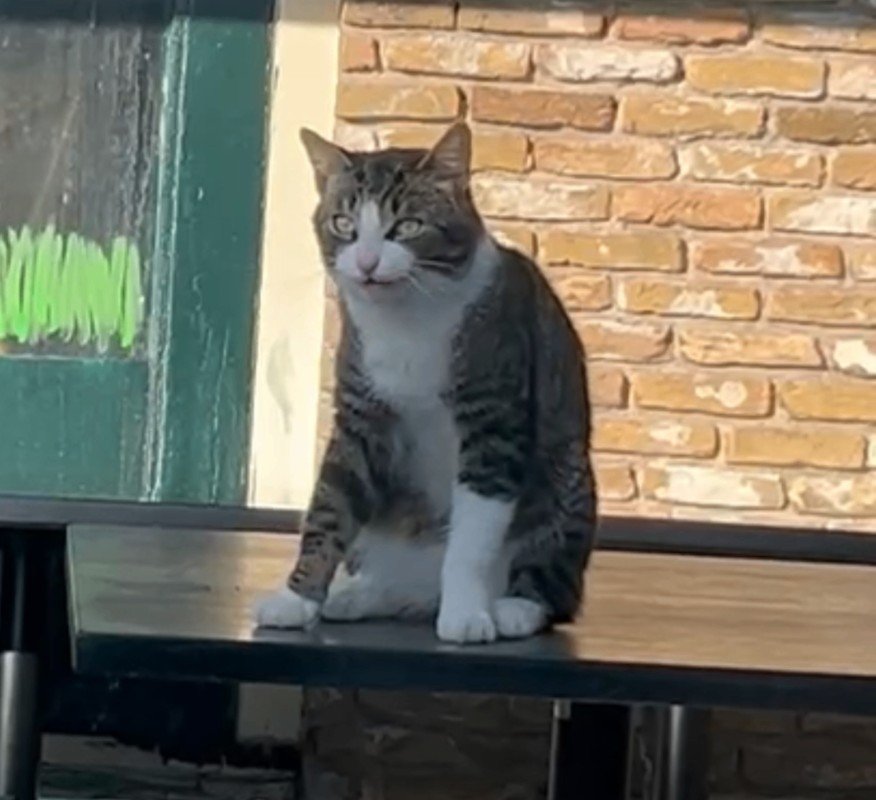 Renée