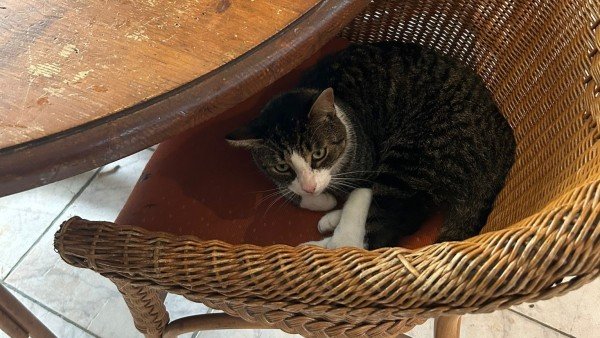 Renée