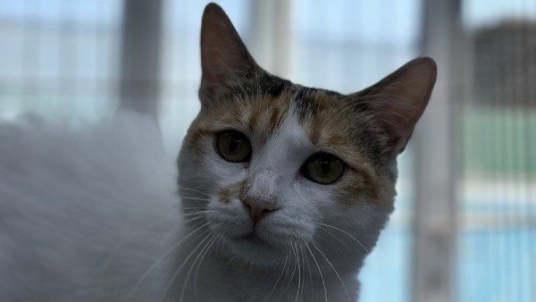 Blanquitita