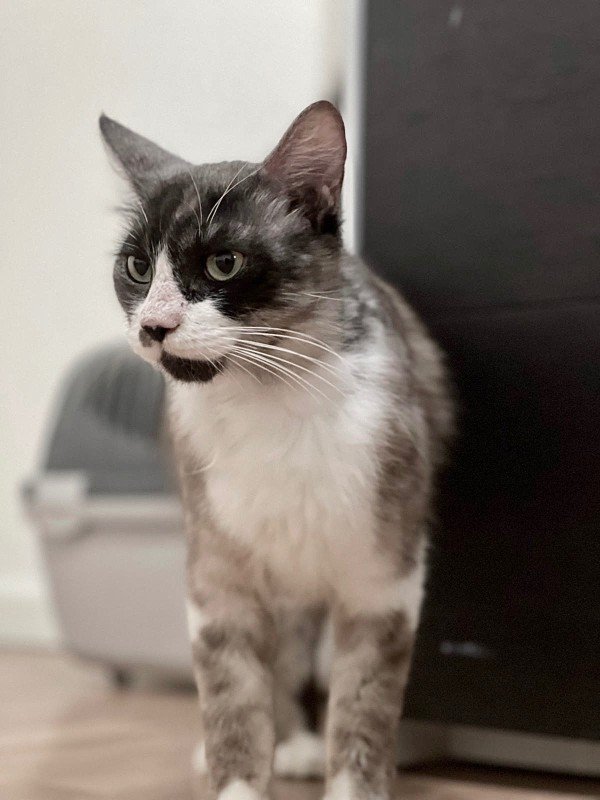 Amélie