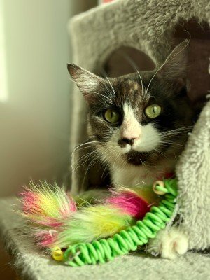 Amélie