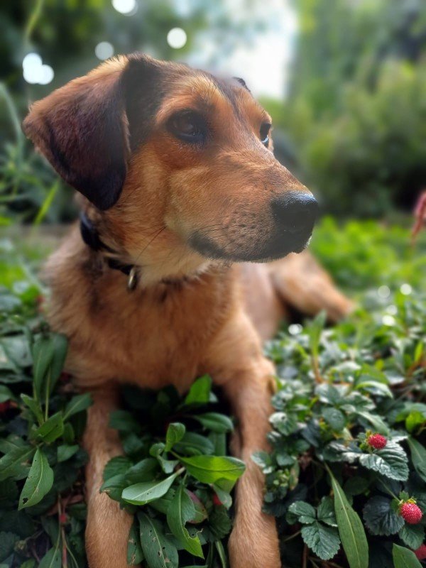 Dudu