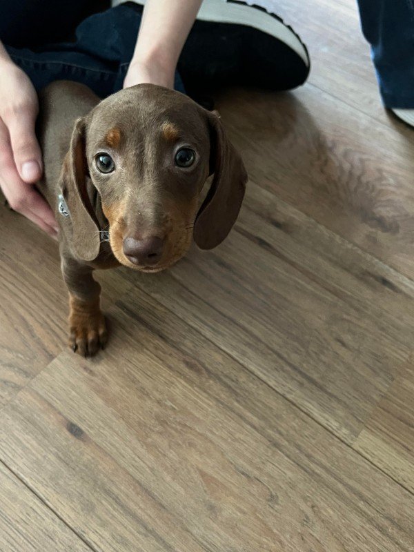 Sofie