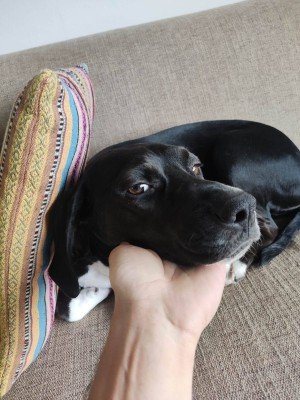 Dina